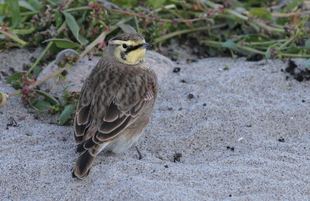 Эвэрт болжмор - ML644162589