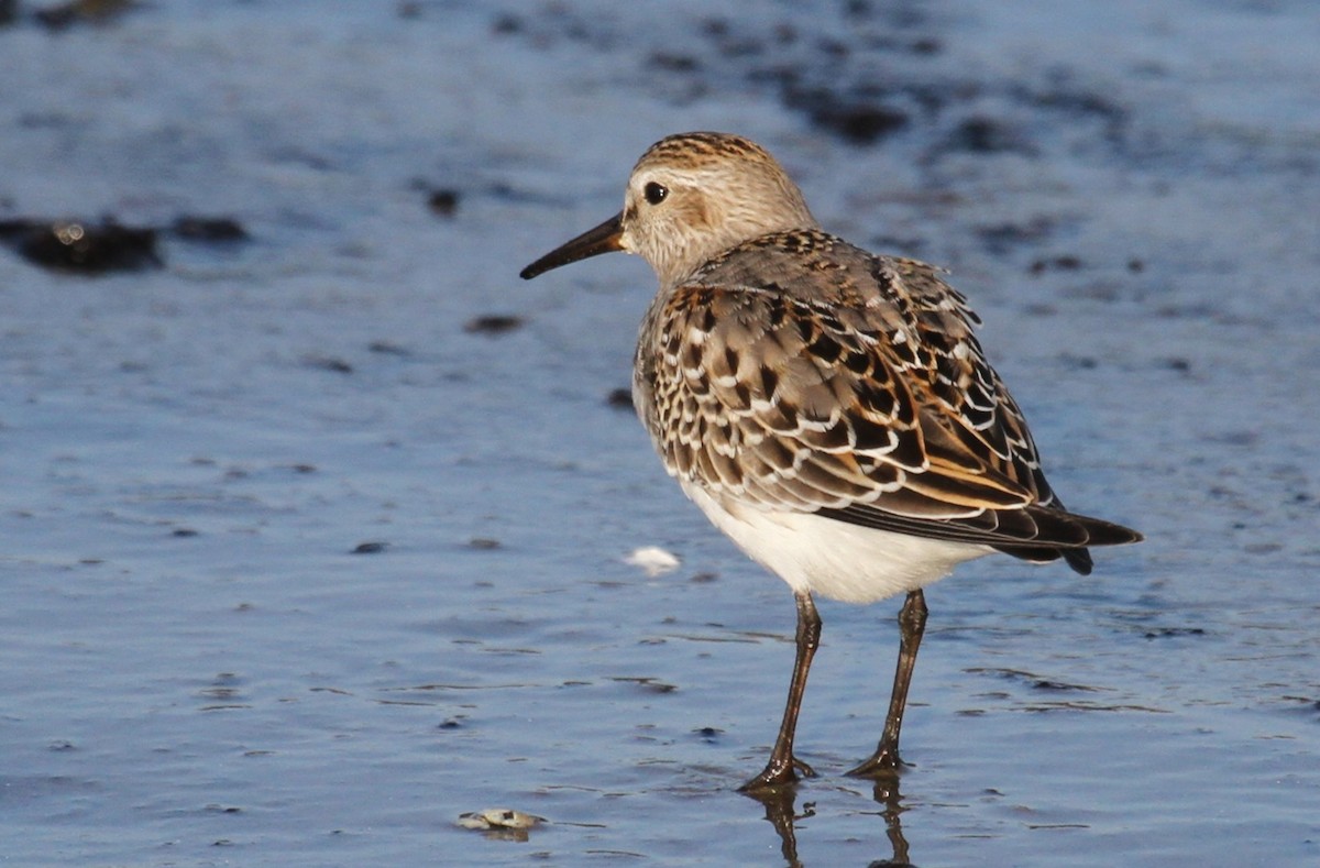 White-rumped Sandpiper - ML644162595