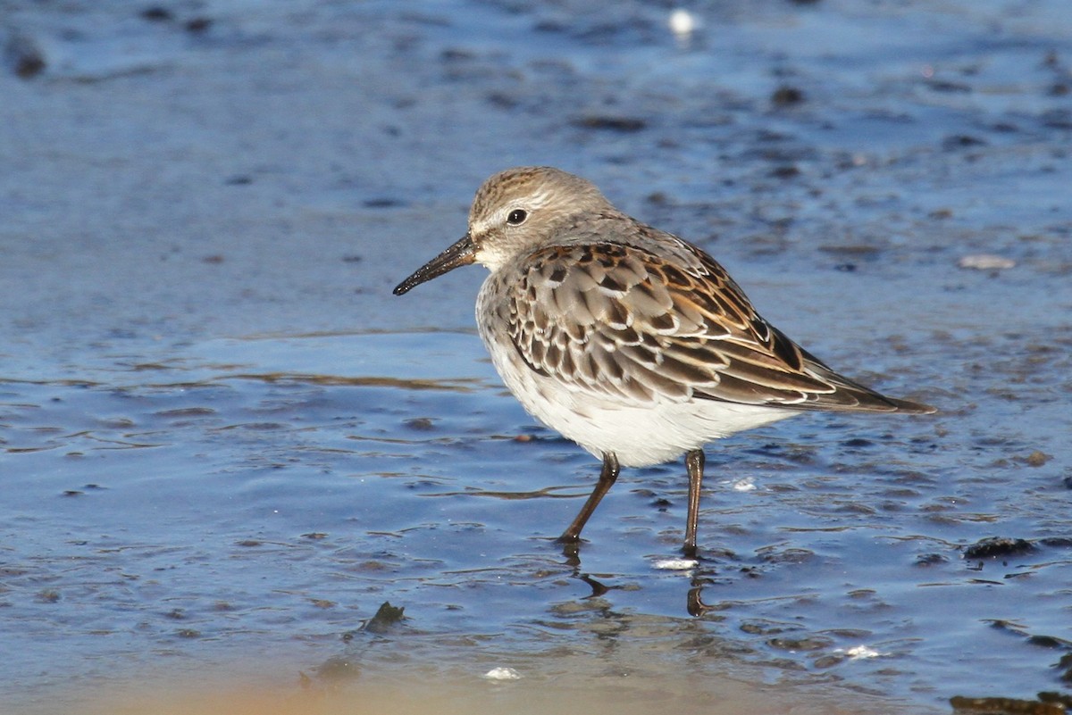 White-rumped Sandpiper - ML644162596