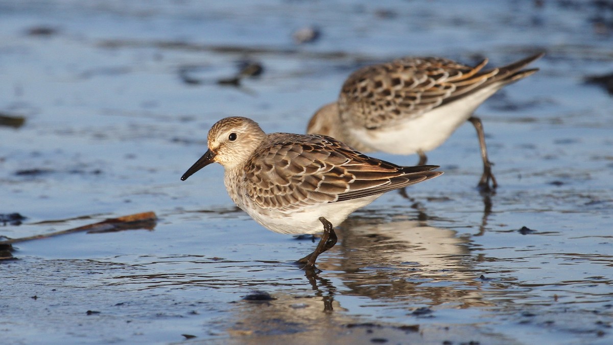 White-rumped Sandpiper - ML644162597