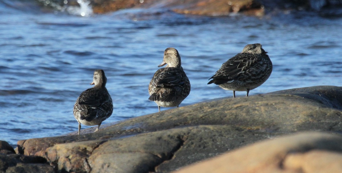 Ногоохон нугас - ML644162601