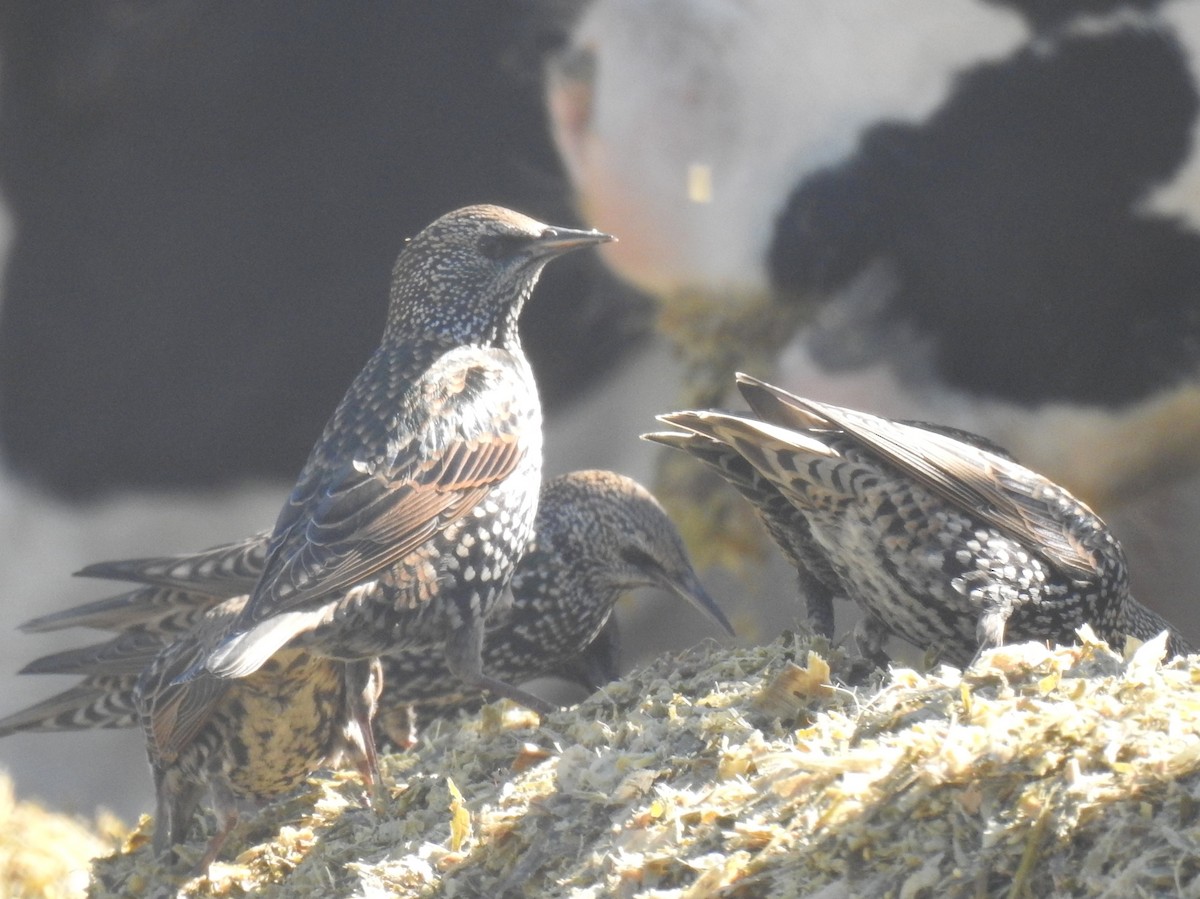 ホシムクドリ - ML644162606