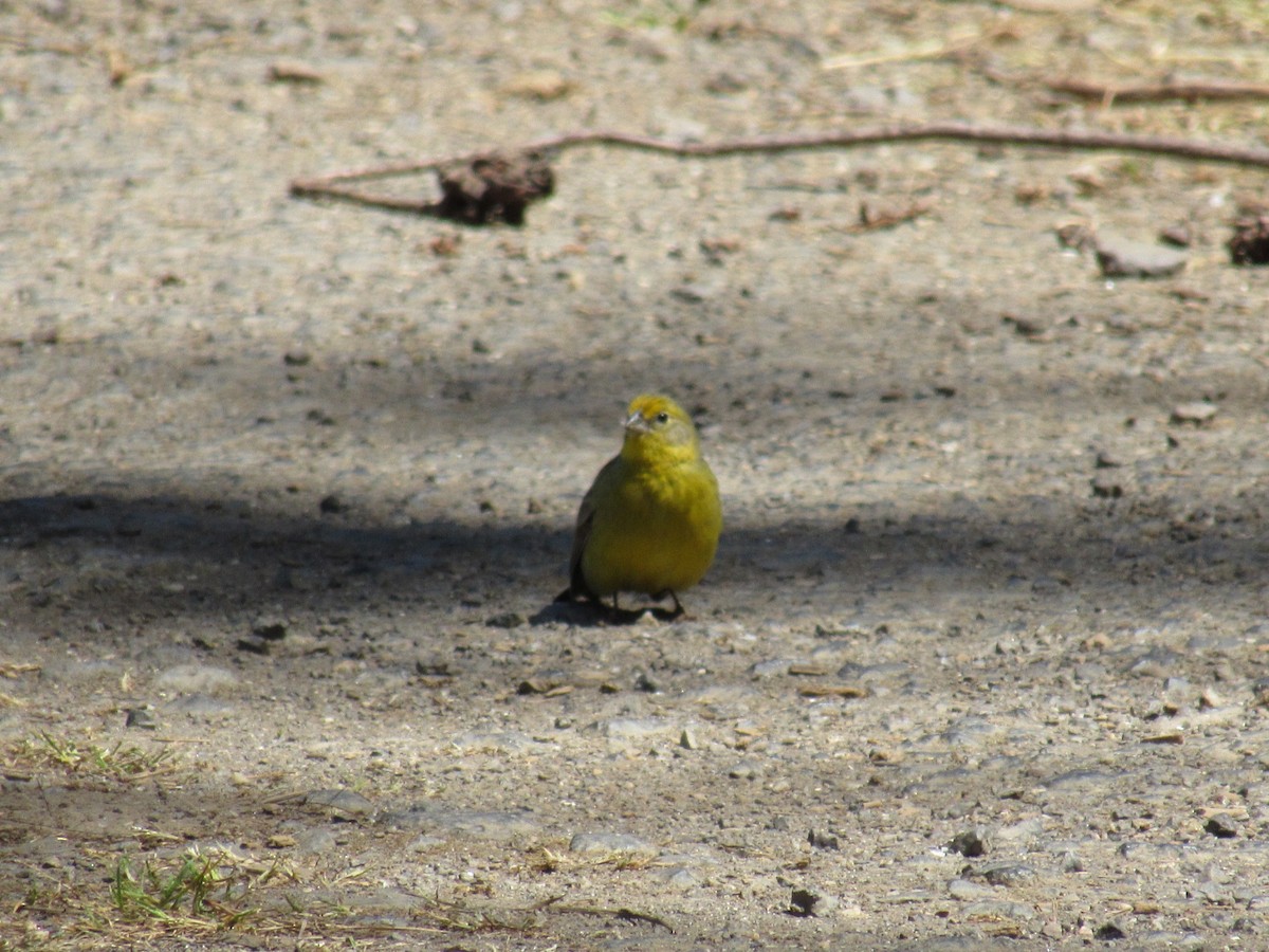 Grassland Yellow-Finch - ML644162608