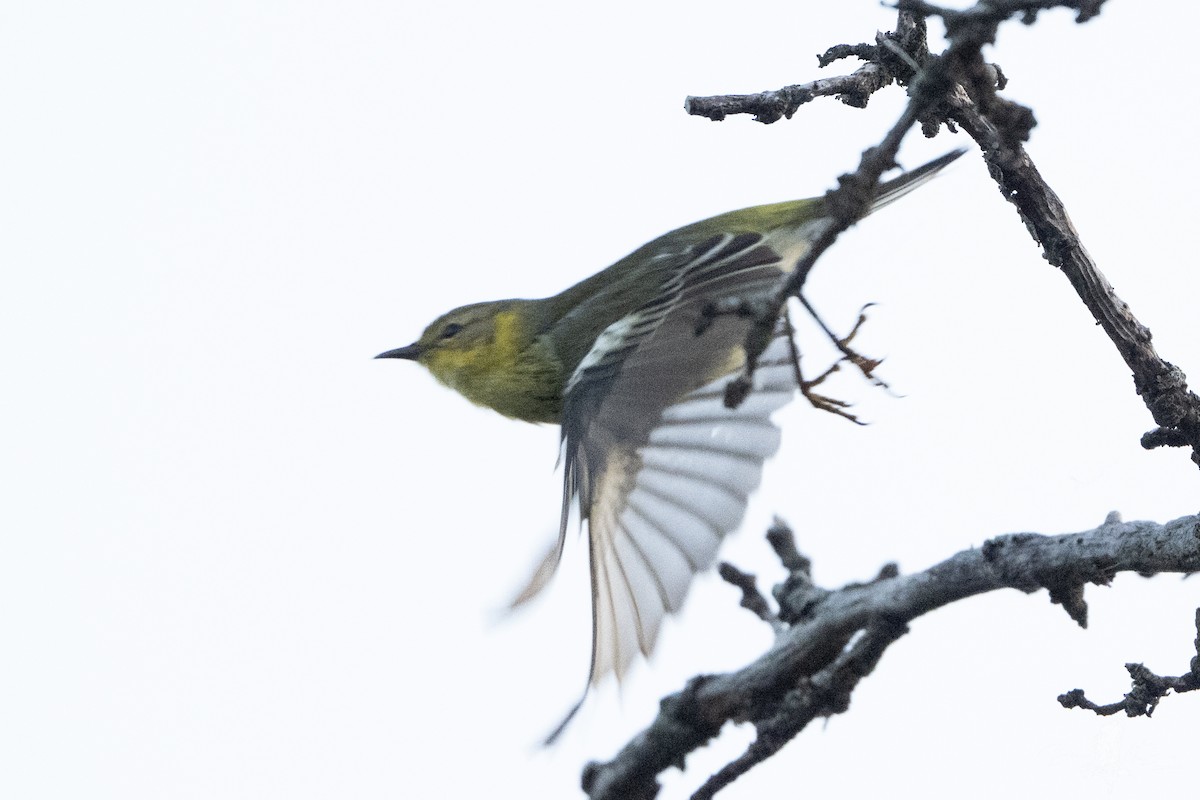 Magnolia Warbler - ML644162611