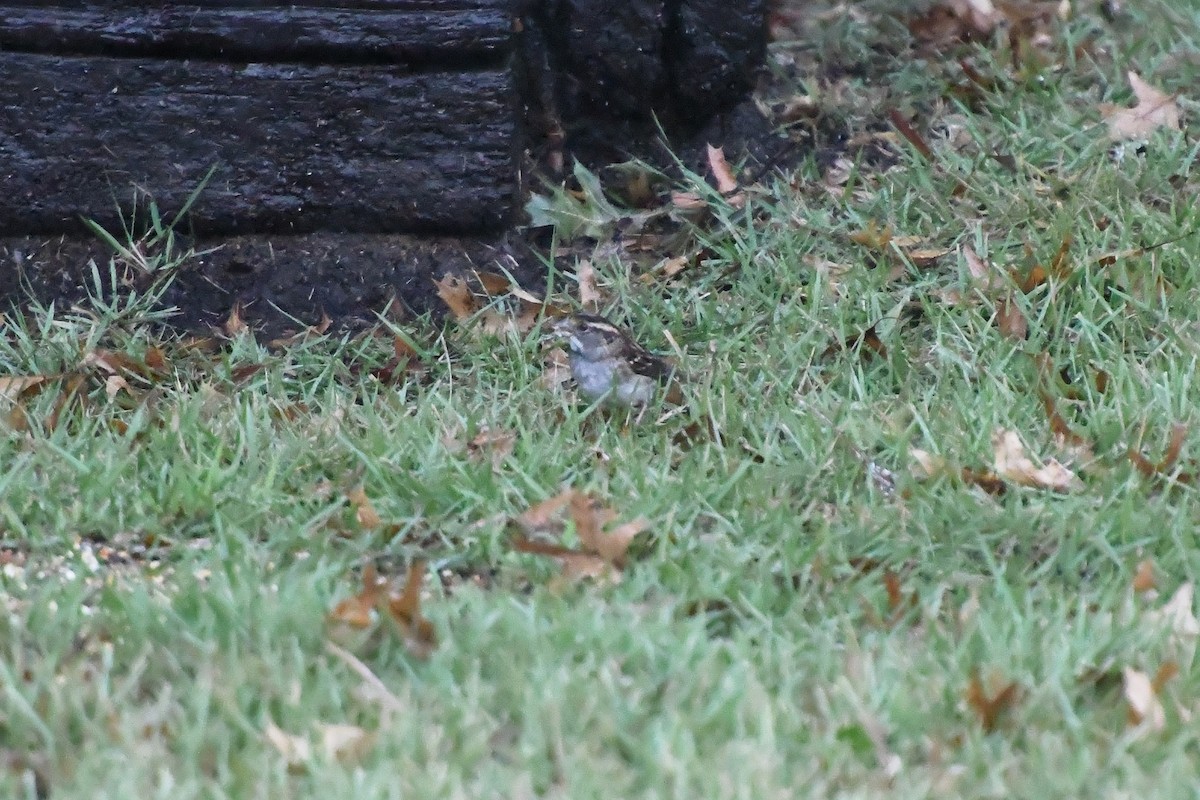 White-throated Sparrow - ML644162612
