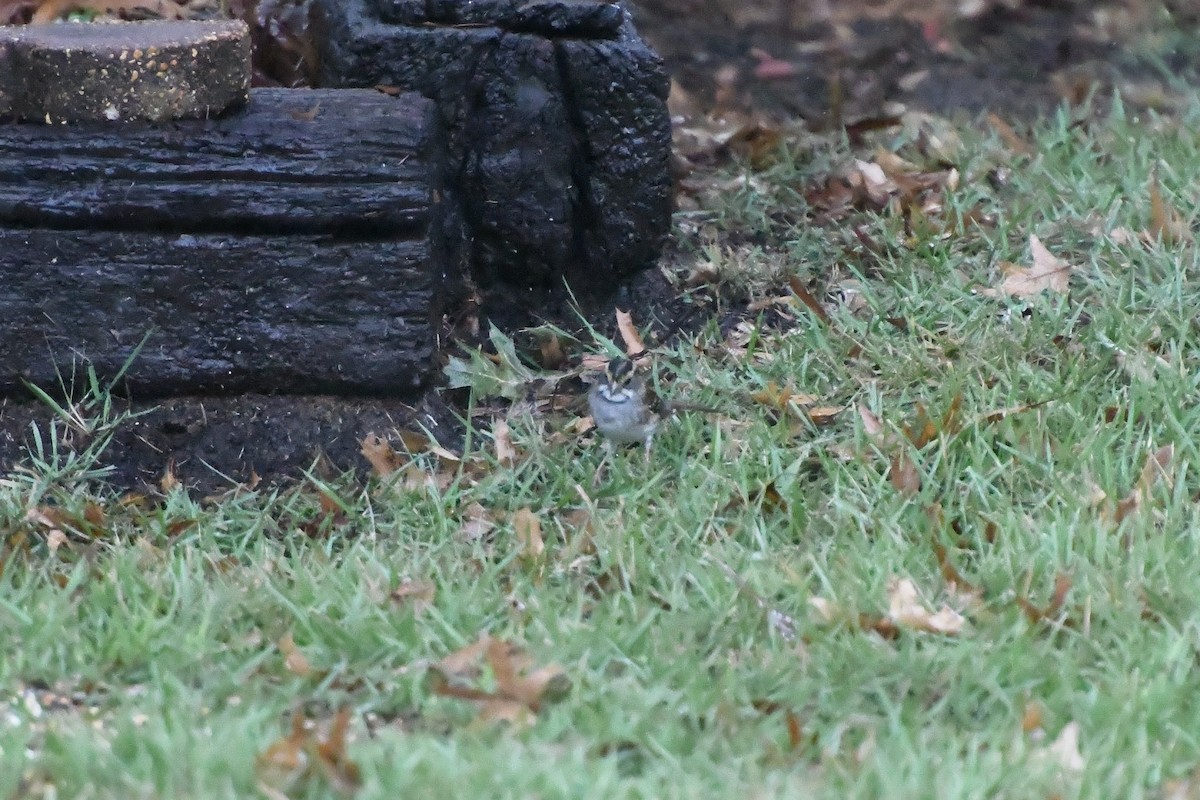 White-throated Sparrow - ML644162613