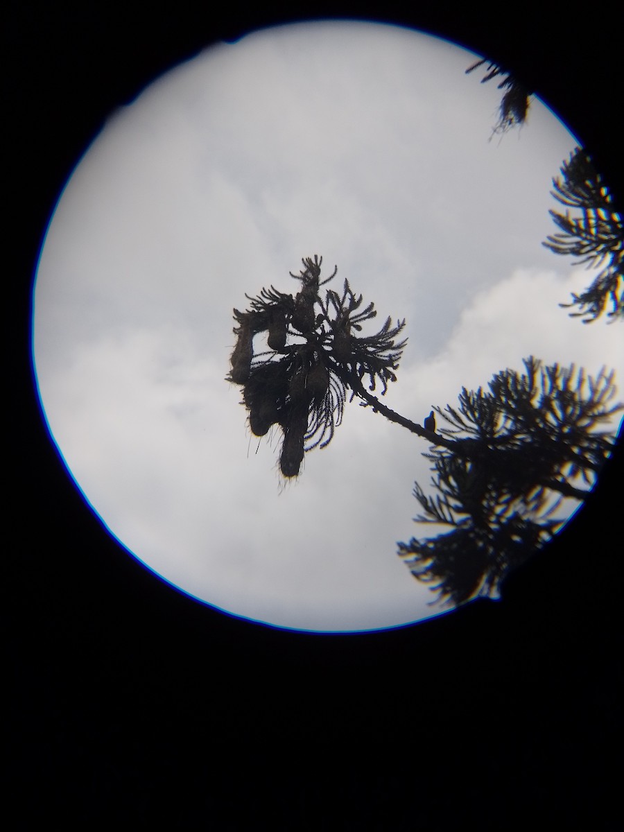 Red-rumped Cacique - ML644162619