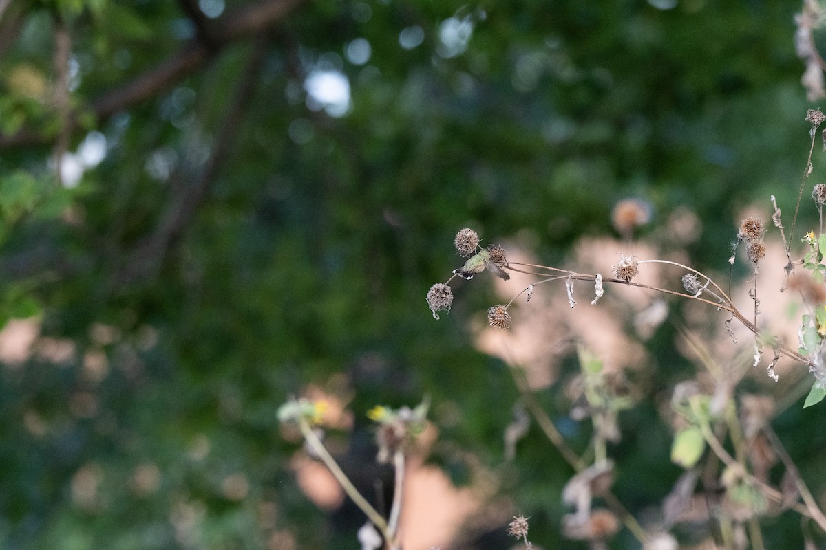 Calliope Hummingbird - ML644162620