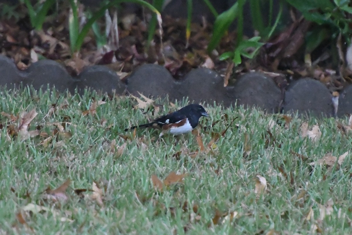Eastern Towhee - ML644162628