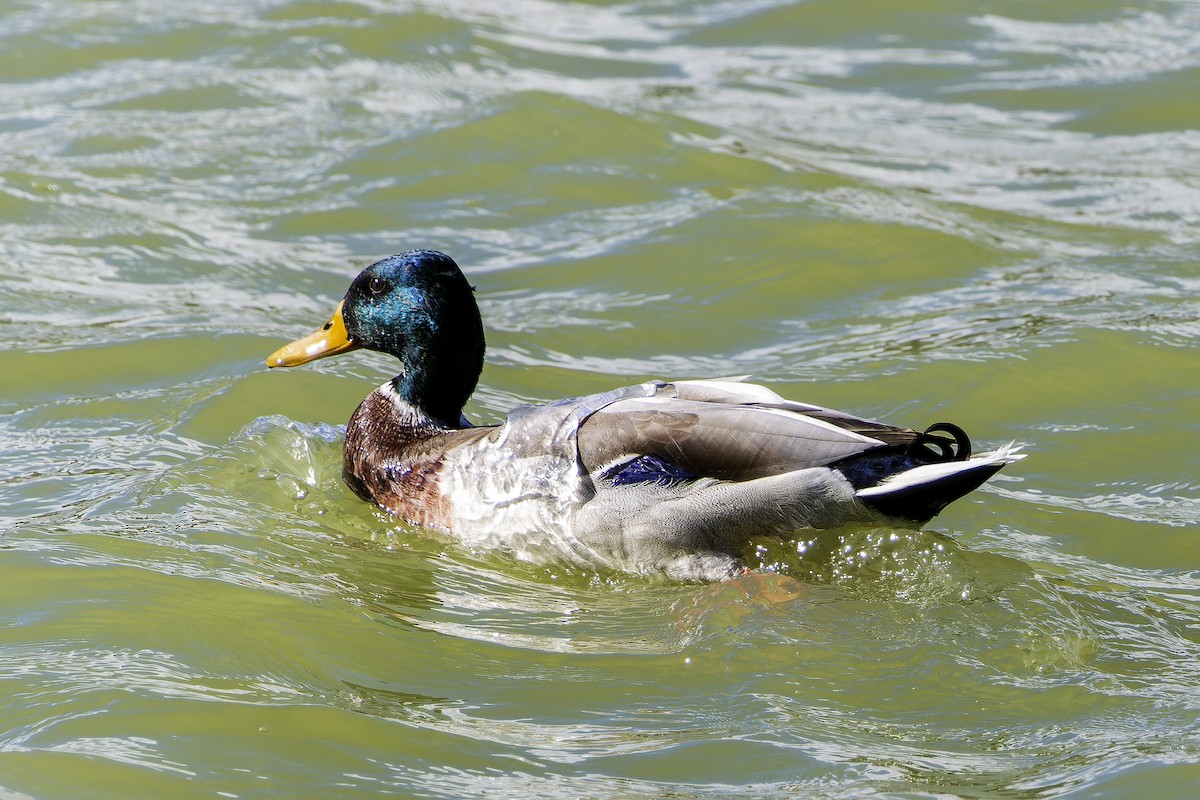 Mallard - ML644162640