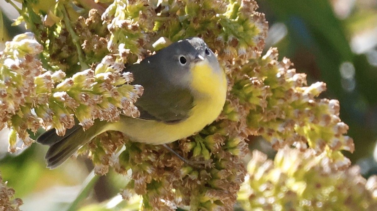 Nashville Warbler - ML644162688