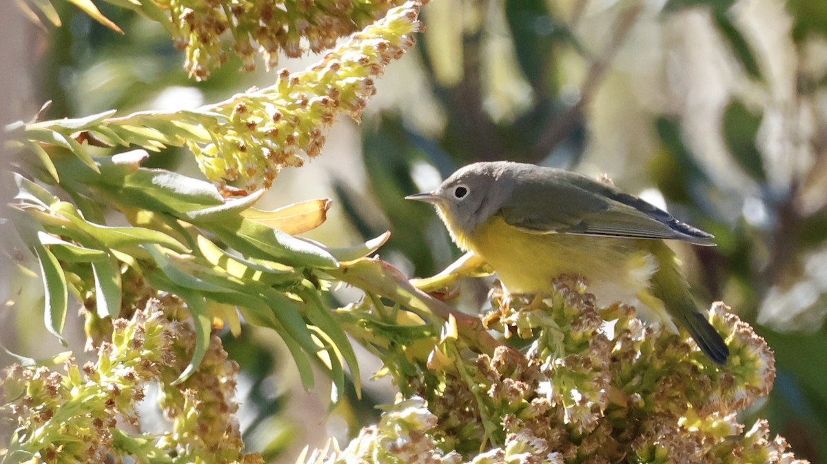 Nashville Warbler - ML644162689