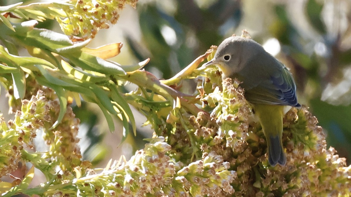 Nashville Warbler - ML644162690