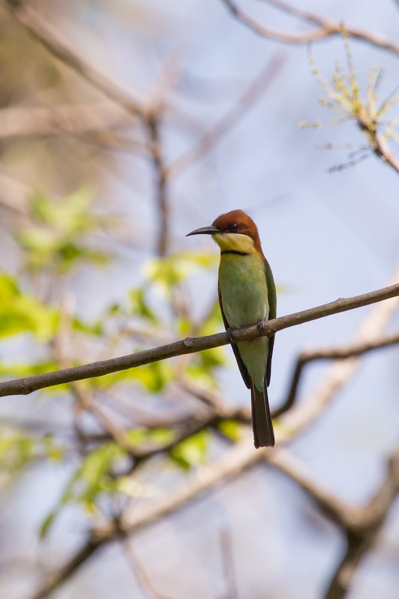 Chestnut-headed Bee-eater - ML644162726
