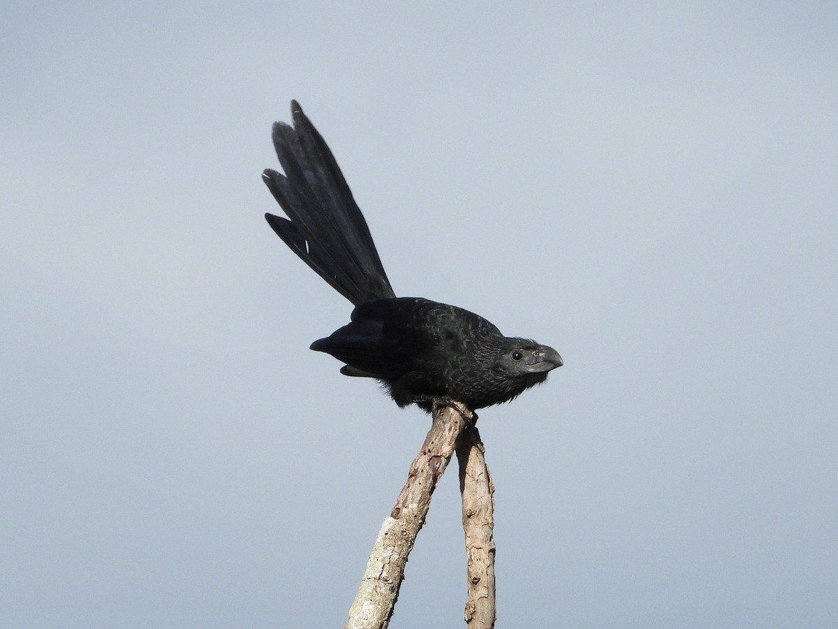 Groove-billed Ani - ML644162776