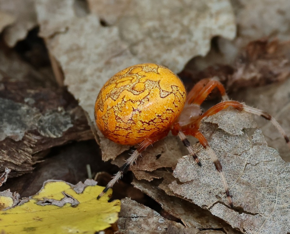 Marbled Orb Weaver - ML644162797