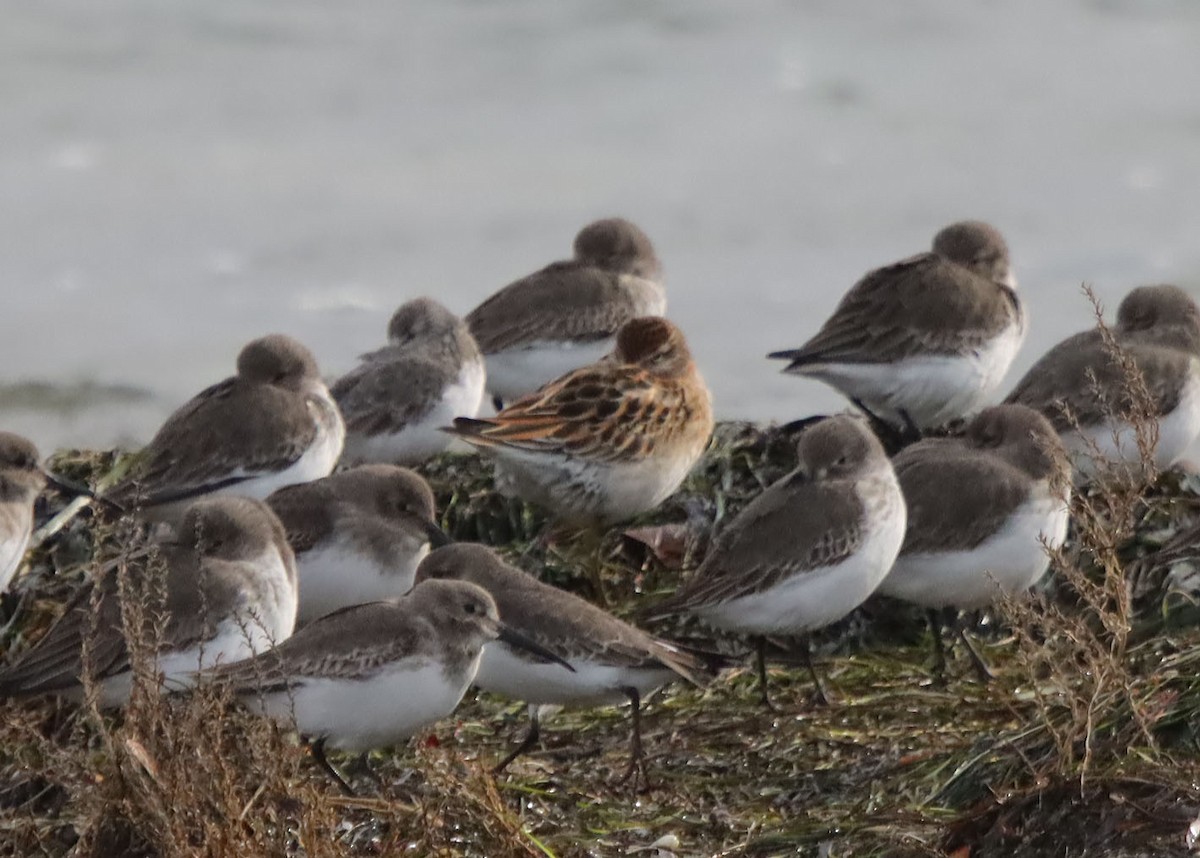 חופית חדת-זנב - ML644162799