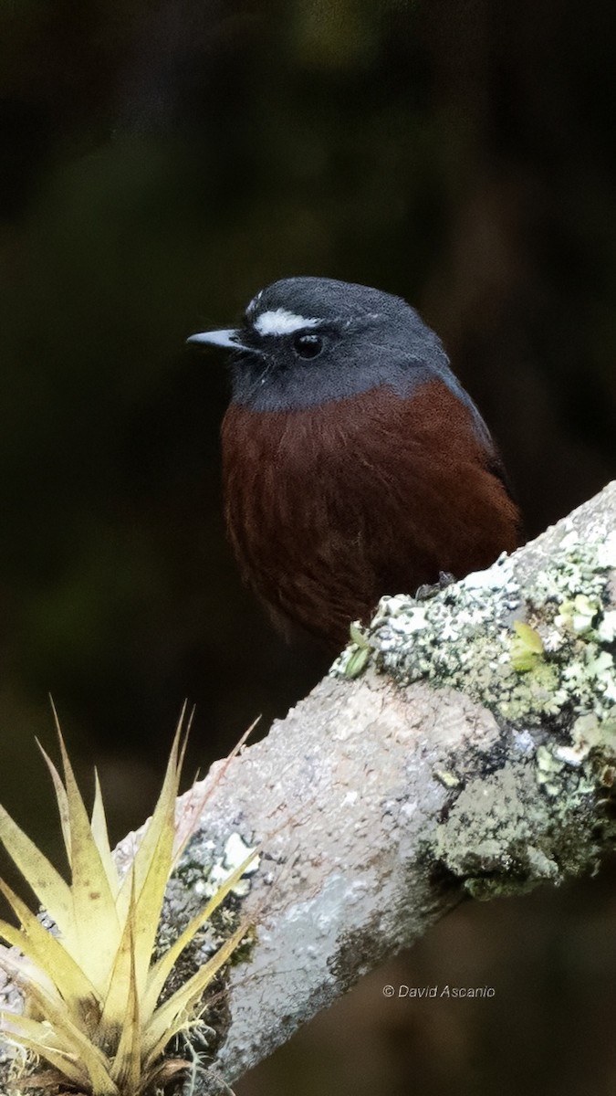 Пітайо темноспинний - ML644162814