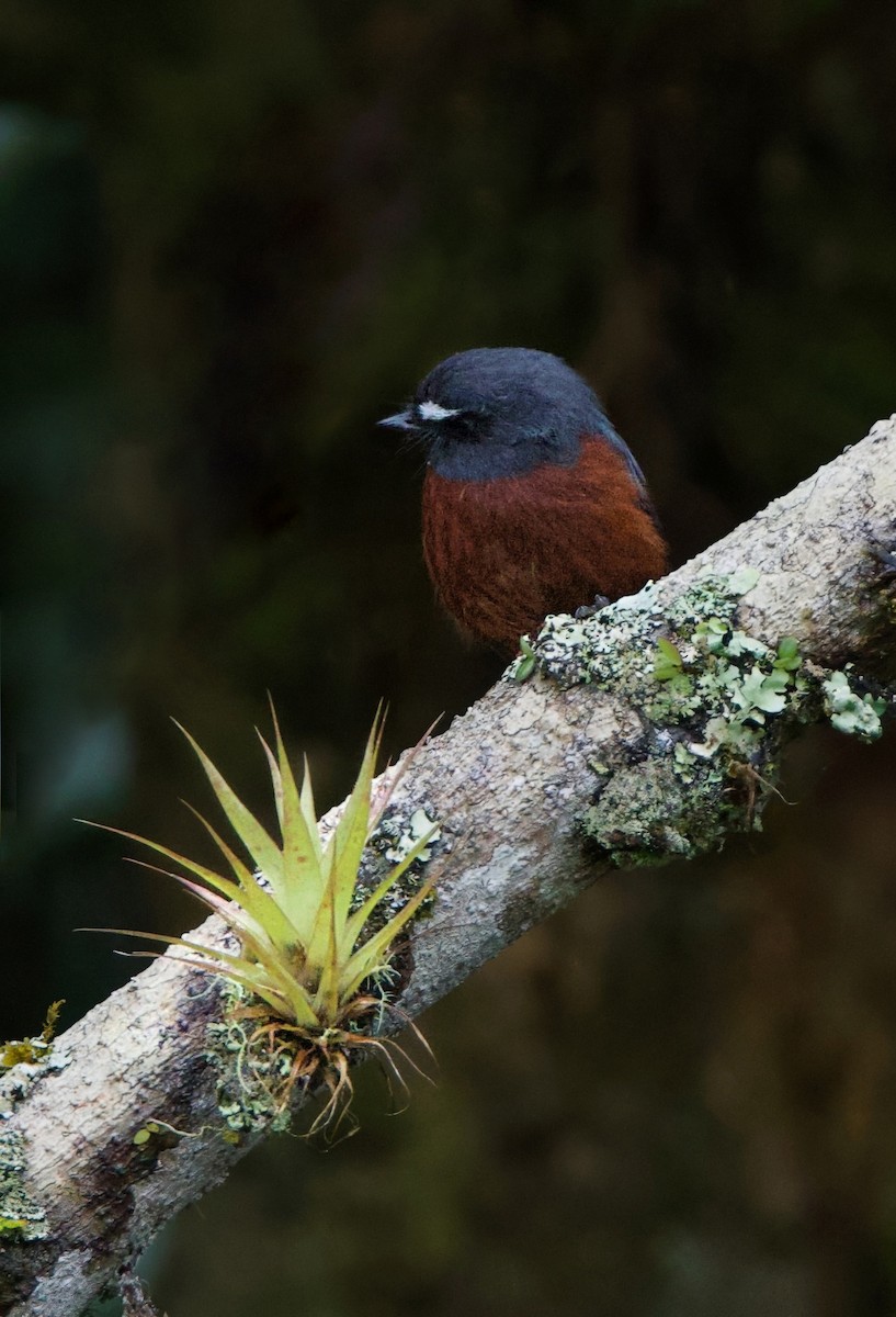 Пітайо темноспинний - ML644162815