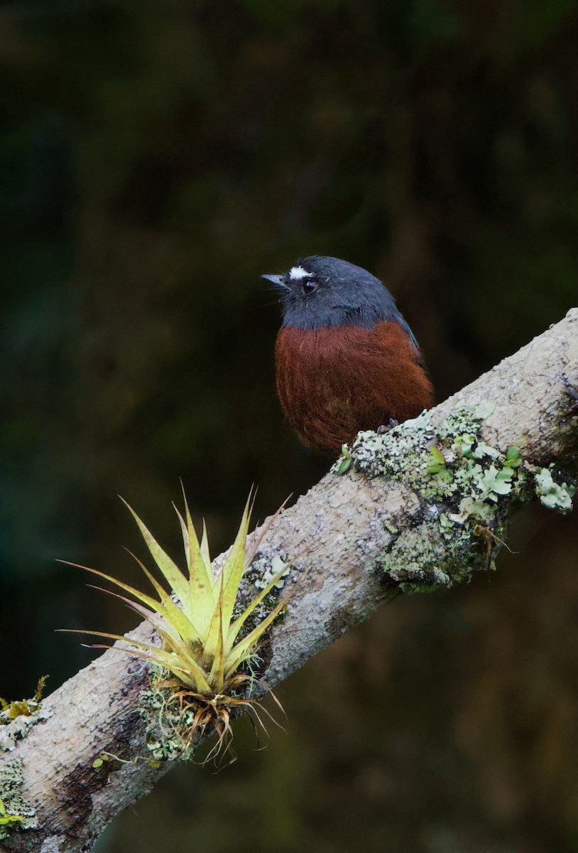 Пітайо темноспинний - ML644162816