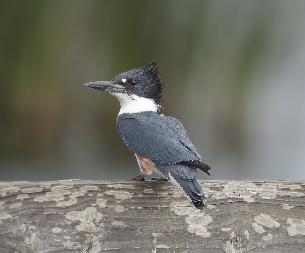 Belted Kingfisher - ML644162829