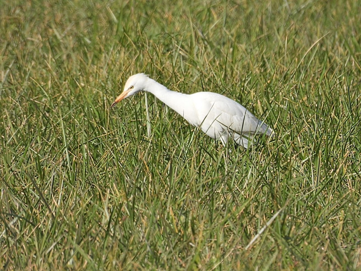 Western Cattle-Egret - ML644162869