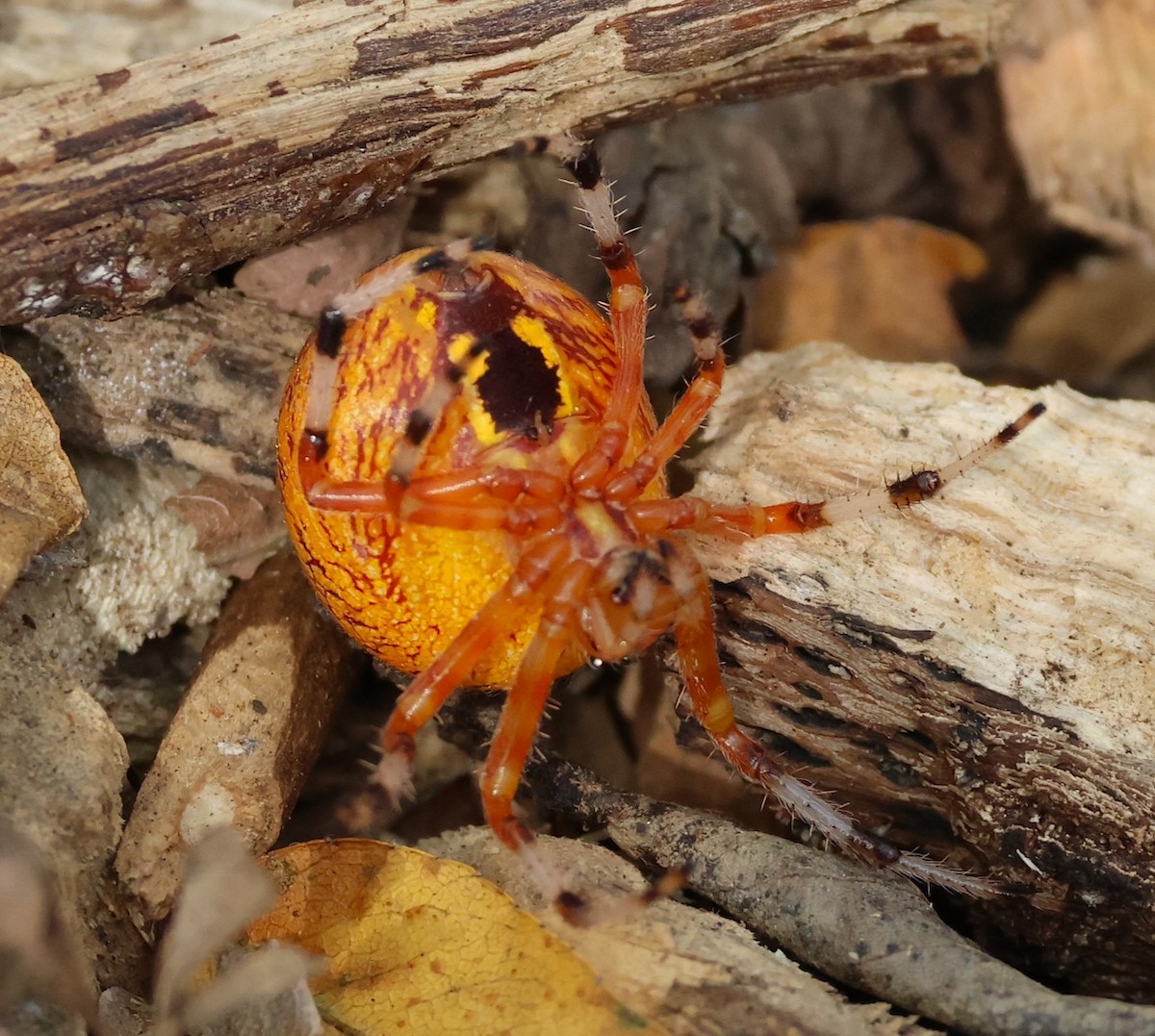 Marbled Orb Weaver - ML644162870