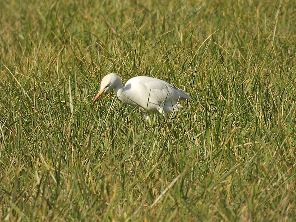 Western Cattle-Egret - ML644162871