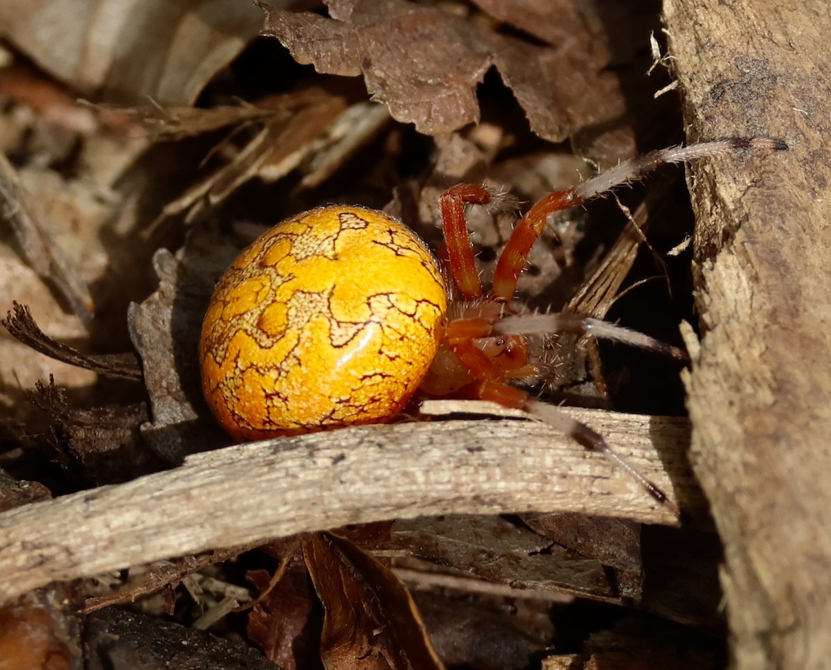 Marbled Orb Weaver - ML644162888