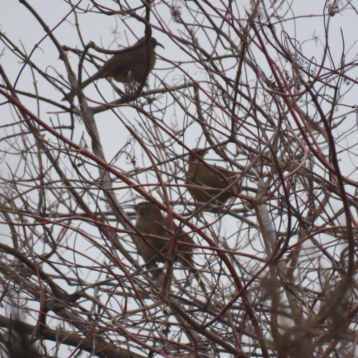 Kalifornienspottdrossel - ML644162891