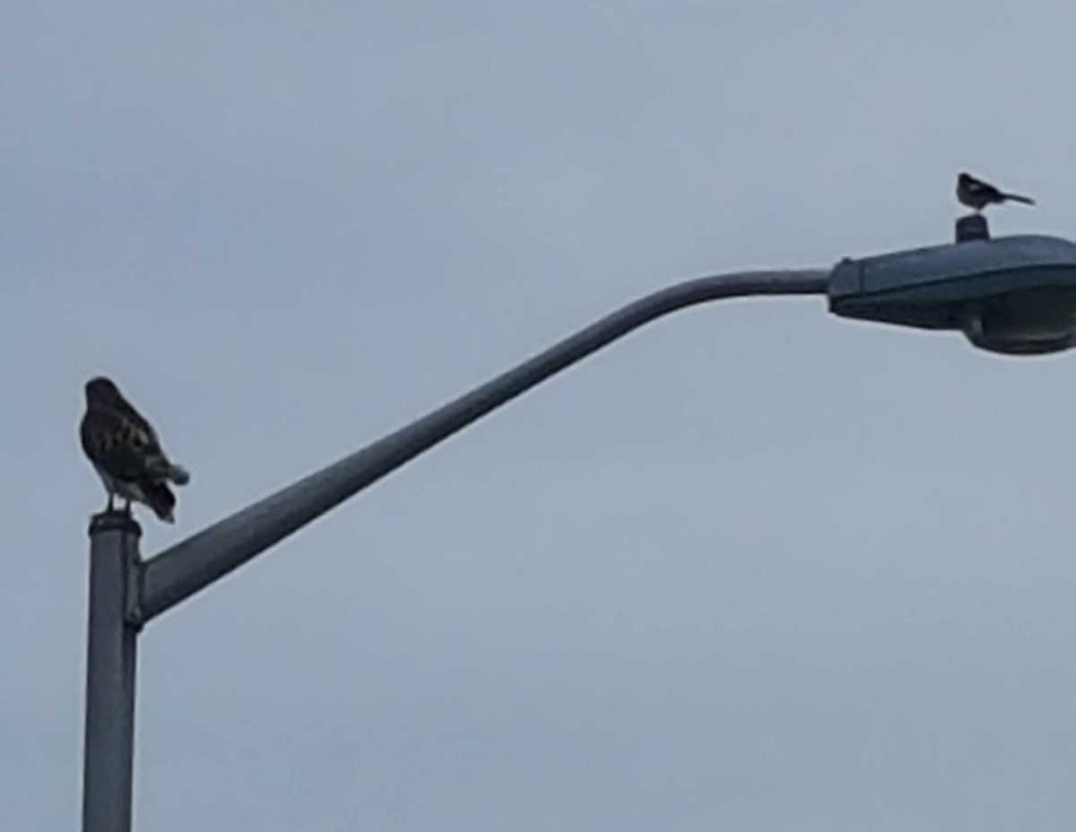 Канюк неоарктичний - ML644162902