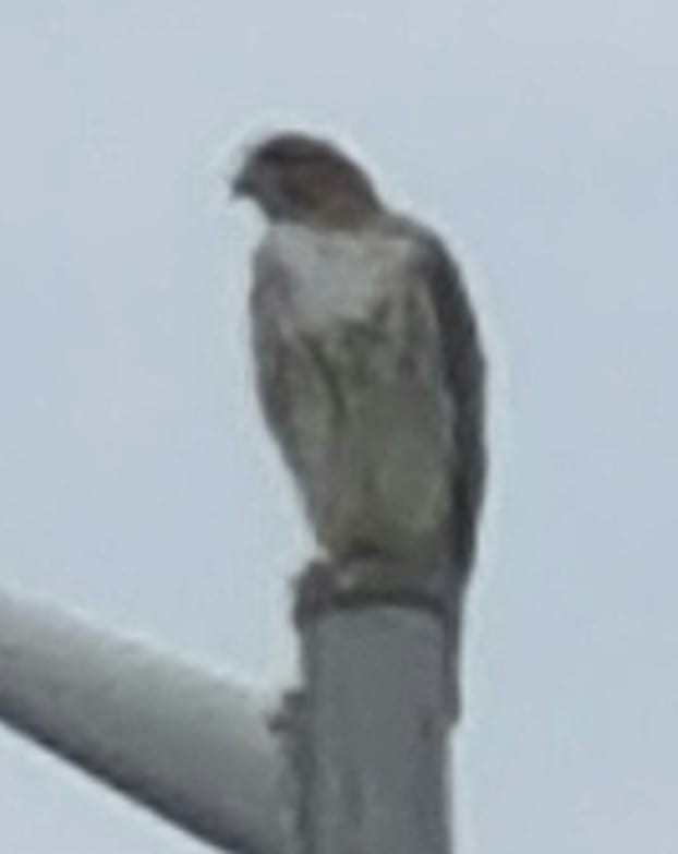 Канюк неоарктичний - ML644162937