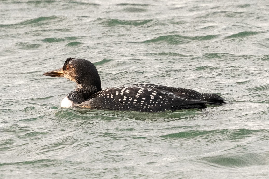 Common Loon - ML644162947