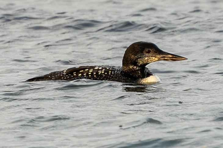 Common Loon - ML644162952