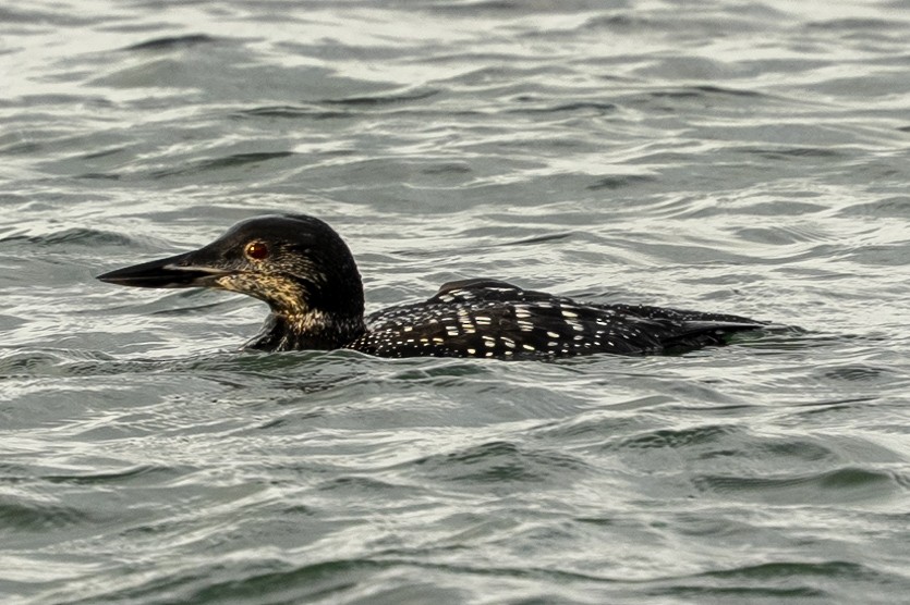 Common Loon - ML644162953