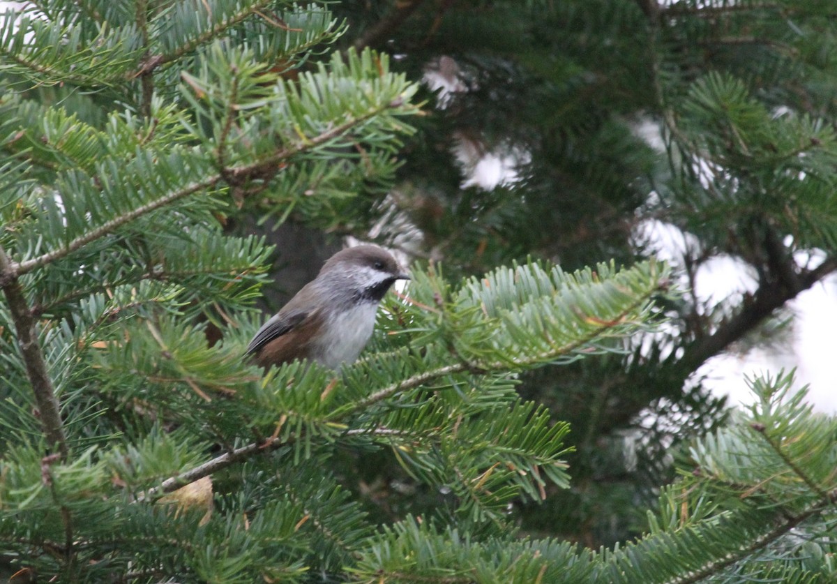 Boreal Chickadee - ML644162971