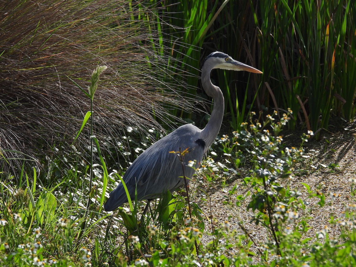 Great Blue Heron - ML644162996