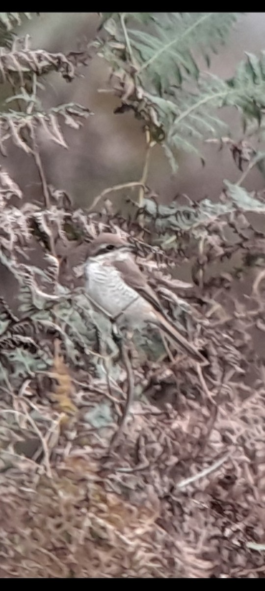 Brown Shrike (Brown) - ML644163007