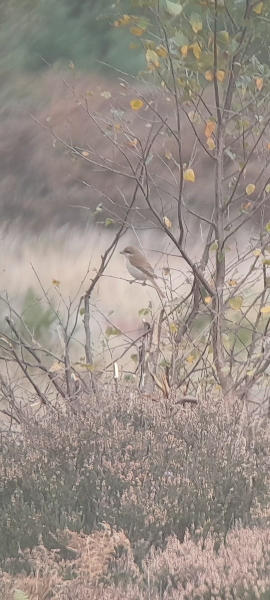 Brown Shrike (Brown) - ML644163011