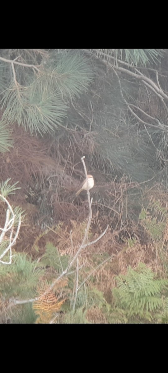 Brown Shrike (Brown) - ML644163012