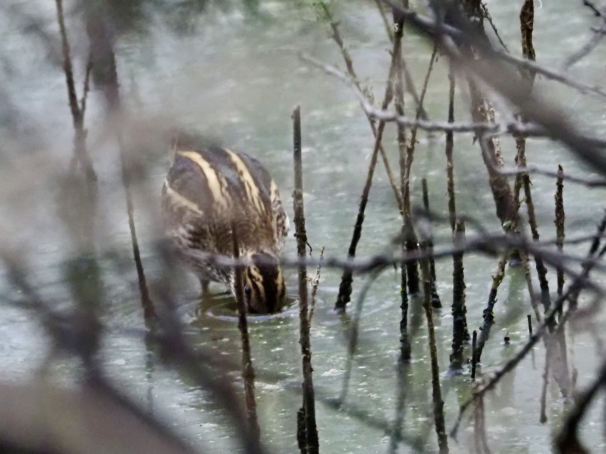 Zwergschnepfe - ML644163014