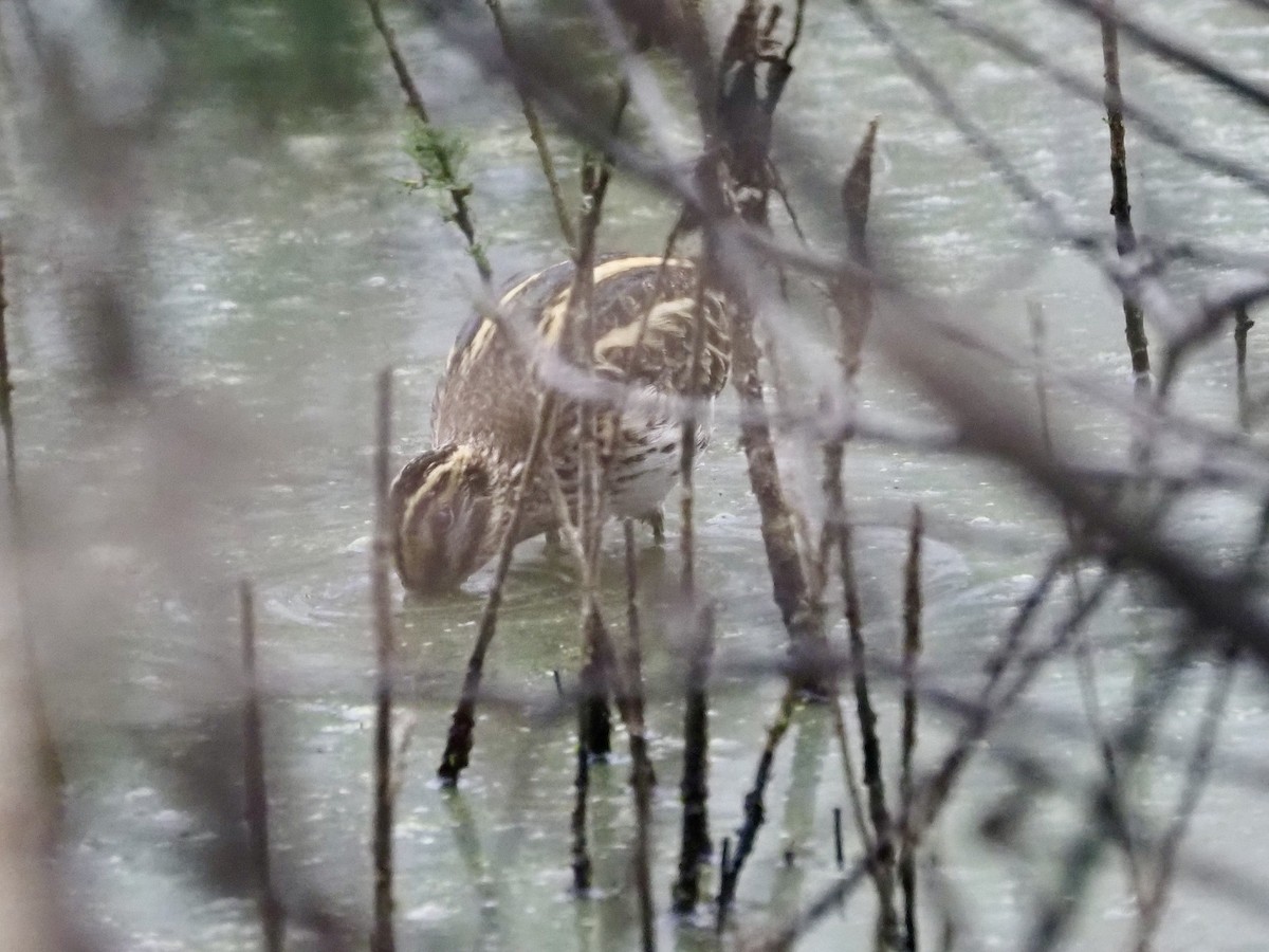 Zwergschnepfe - ML644163017