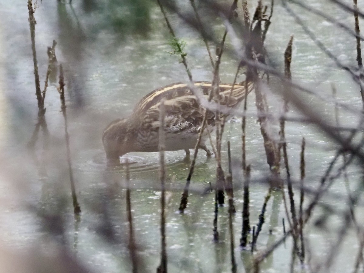 Zwergschnepfe - ML644163018