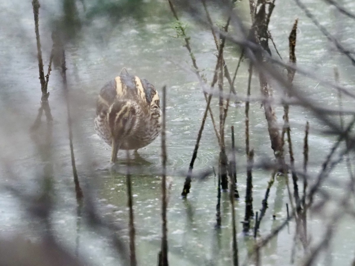 Zwergschnepfe - ML644163019