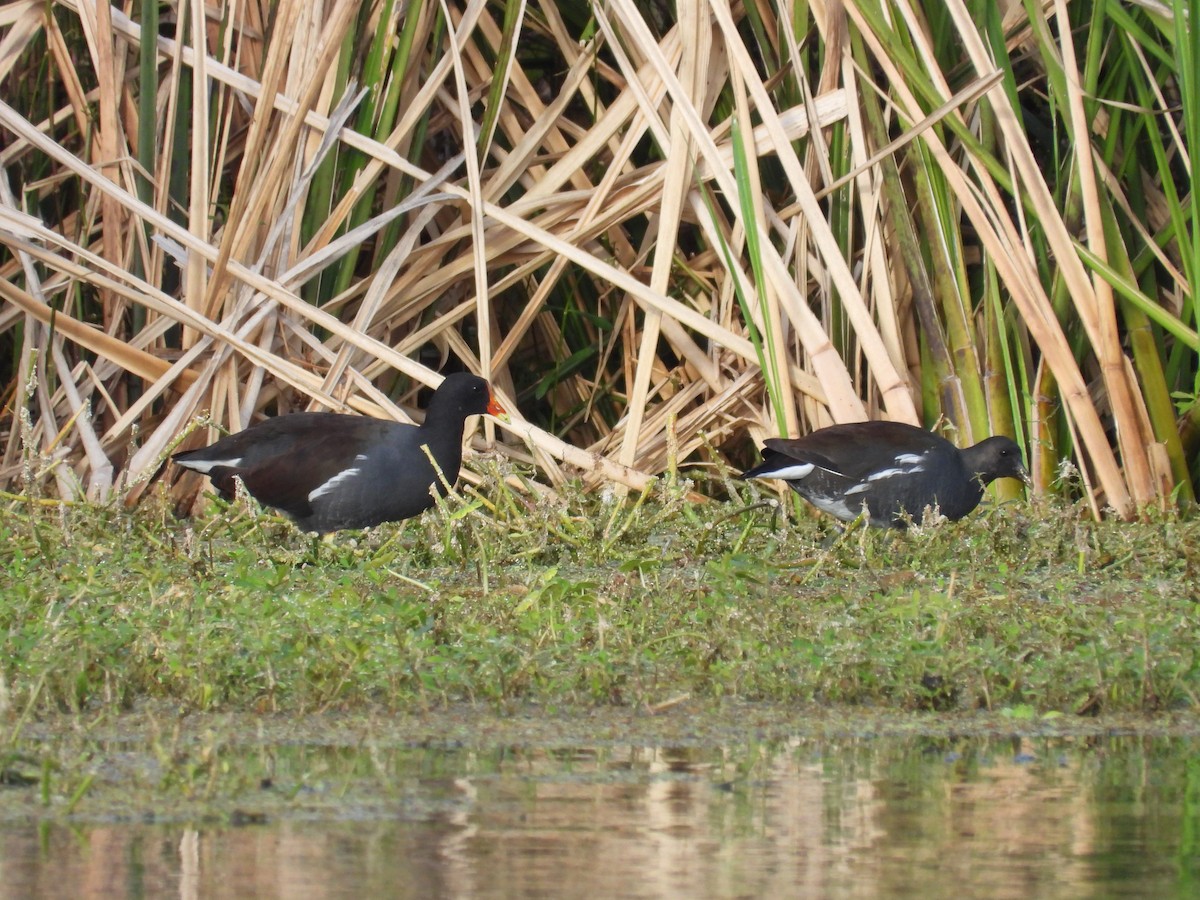 Common Gallinule - ML644163021