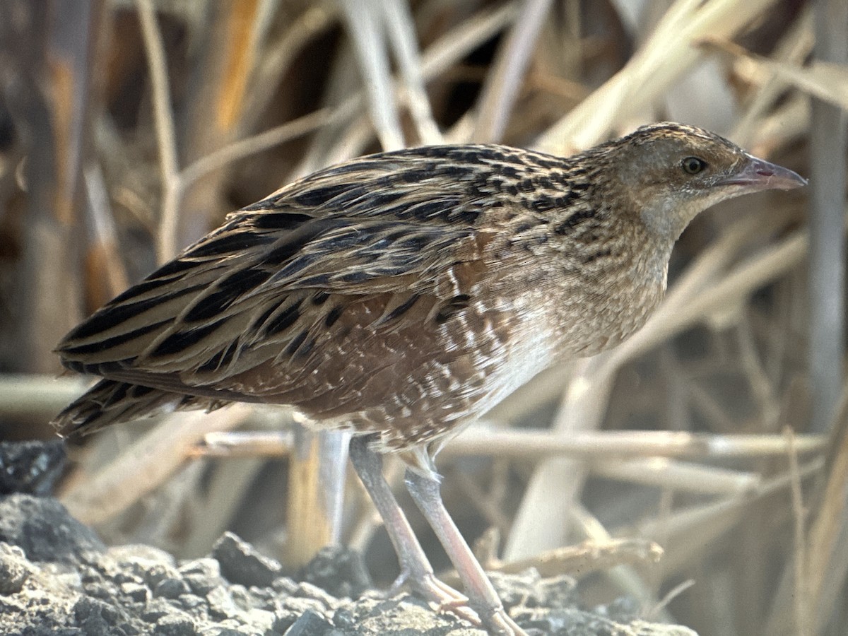 åkerrikse - ML644163053