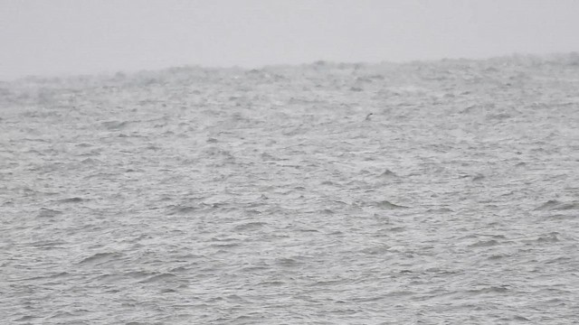 ヨーロッパクロガモ - ML644163057