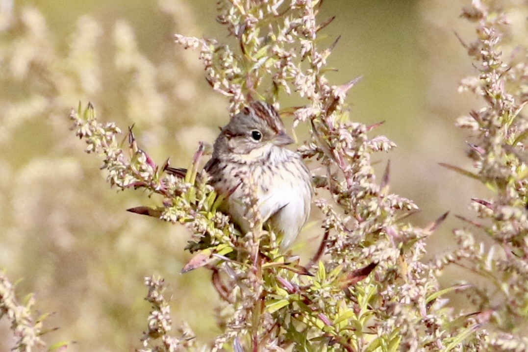 Lincoln's Sparrow - ML644163065