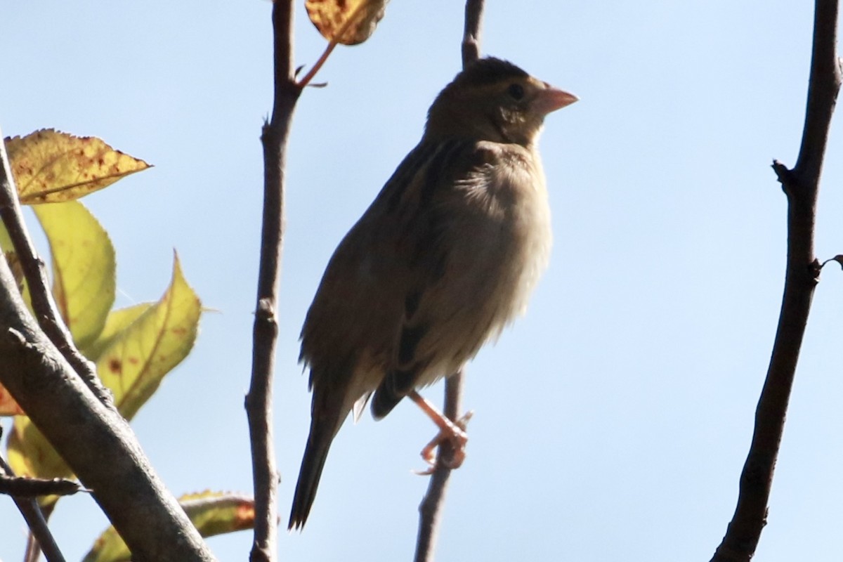 Dickcissel - ML644163077