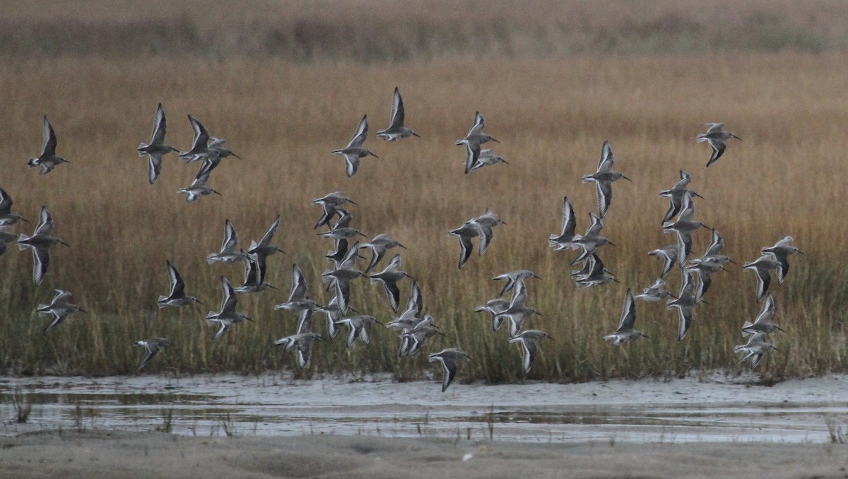 Хар элсэг - ML644163081